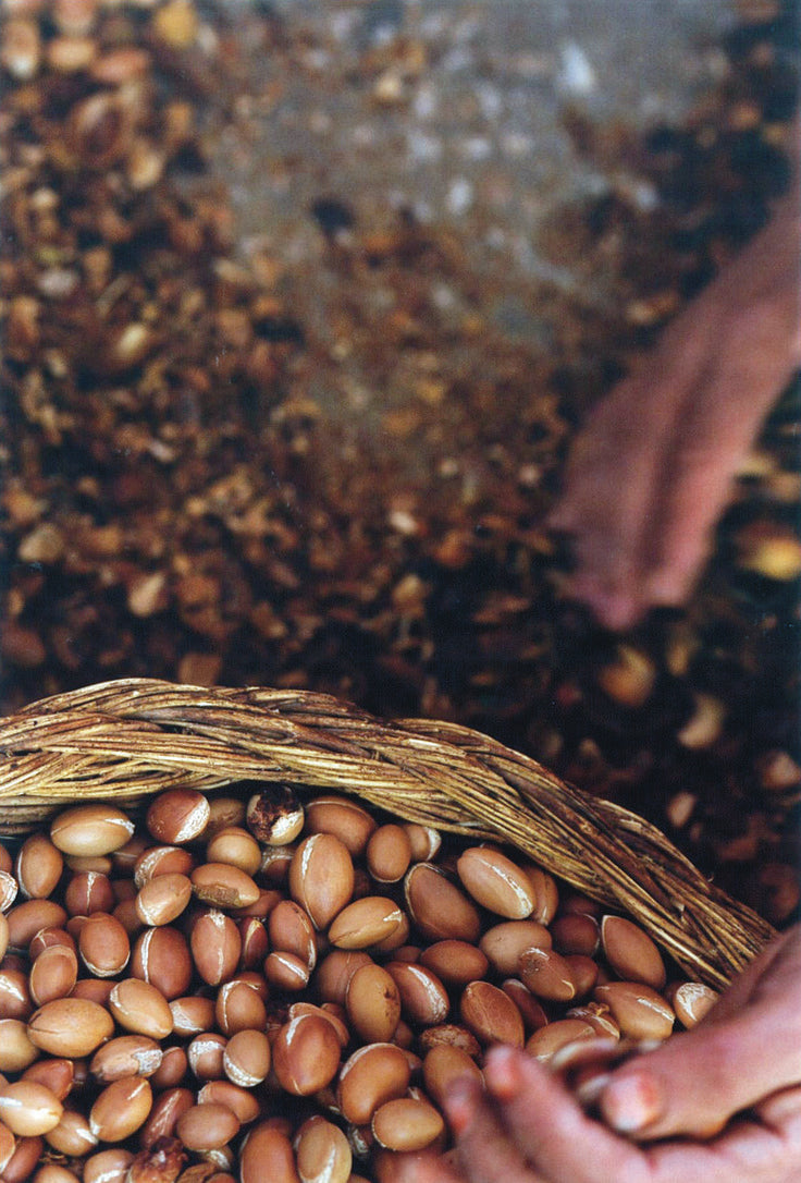 Argan kernels gathered in a woven basket by hand